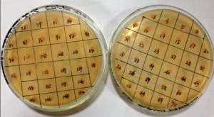Figure 4. Congo red screening plates after five days of induction and incubation