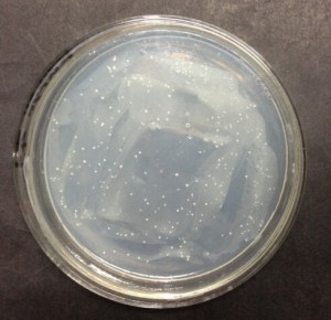 Figure 1. Transformants with the phenotype of His+ Mut+ generate single colonies on MD after incubation for two days