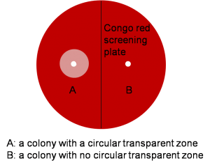 Figure 4. schematic of a Congo red screening plate.