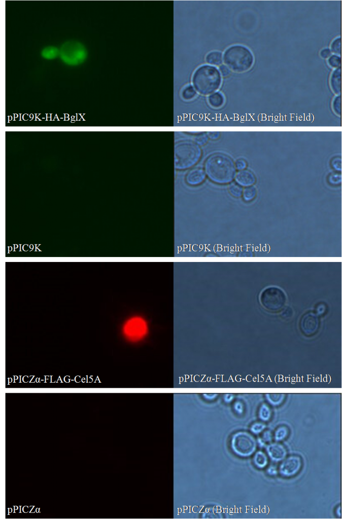 Figure 1. Immunofluorescent Assay of pPIC9K-HA-BglX and pPICZα-FLAG-Cel5A